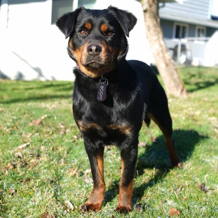 Un Miniature Rottweiler sur une surface herbacée et portant un collier autour du cou