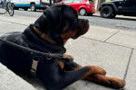 Un Miniature Rottweiler allongé sur un trottoir et qui est tenu en laisse 