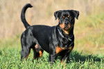 Un Miniature Rottweiler sur un terrain herbeux et portant un collier autour du cou 
