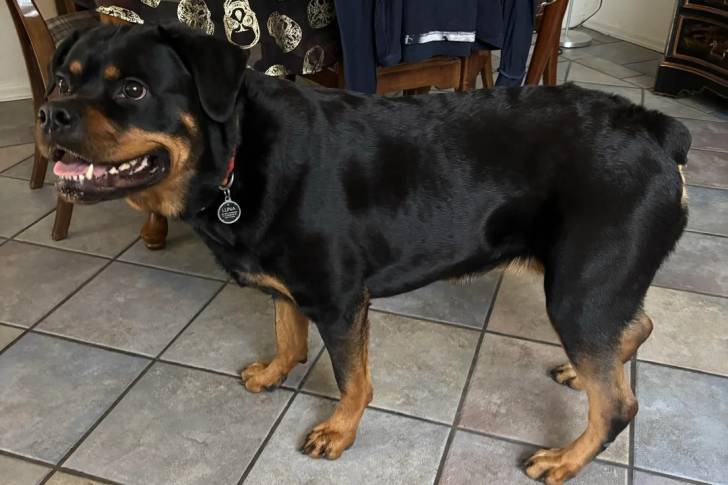 Un Miniature Rottweiler sur un col carrelé et portant un collier autour du cou 