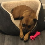 Un Staffweiler allongé dans un panier et regardant vers la caméra 