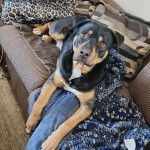 Un Staffweiler allongé et semblant détendu