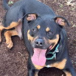 Un Staffweiler ayant la langue pendante et portant un collier autour du cou