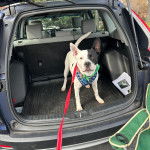 Un Staffweiler dans le coffre d'une voiture et qui est tenu en laisse 