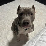 Un Staffweiler assis sur un tapis et portant un collier autour du cou