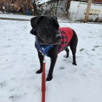 Un Staffweiler sur une surface enneigée et qui est tenu en laisse 