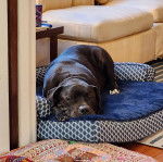 Un Staffweiler allongé dans un panier et regardant vers la caméra