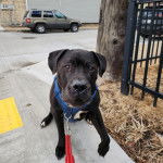 Un Staffweiler assis sur une surface bétonnée et qui est tenu en laisse 