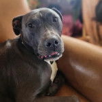 Un Staffweiler allongé sur un canapé et portant un collier autour du cou