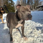 Un Staffweiler sur une surface enneigée 