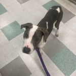 Un Staffweiler sur un sol carrelé et qui est tenu en laisse 