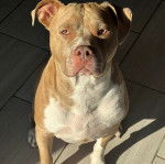 Un Staffweiler assis sur un sol carrelé et regardant vers la caméra