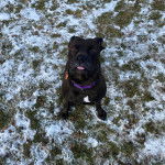 Un Staffweiler tirant la langue et portant un collier autour du cou 