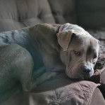 Un Staffweiler allongé sur un canapé et semblant détendu