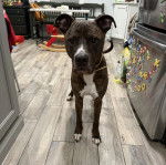 Un Staffweiler sur un sol carrelé et portant un collier autour du cou