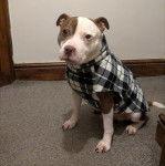 Un Staffweiler assis sur une moquette et portant un habit pour chien 
