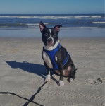 Un Staffweiler assis sur une surface sableuse et portant un harnais 