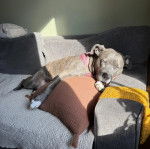 Un Staffweiler allongé sur un canapé et semblant détendu