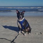 Un Staffweiler assis sur une surface sableuse et qui est tenu en laisse 