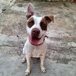 Un Staffweiler tirant la langue et portant un collier autour du cou