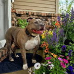Un Staffweiler sur un tapis et portant un collier autour du cou