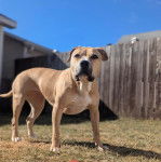 Un Staffweiler sur un terrain herbeux et semblant détendu