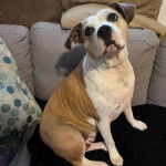 Un Staffweiler assis sur un canapé et semblant détendu 