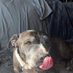 Un Staffweiler allongé et léchant son museau