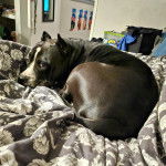 Un Staffweiler allongé sur un lit et regardant vers la caméra 