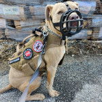 Un Staffweiler portant une muselière et qui est tenu en laisse 
