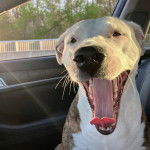 Un Staffweiler assis sur le siège d'une voiture et semblant bâiller