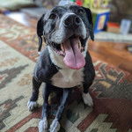 Un Staffweiler assis sur un tapis et tirant la langue 