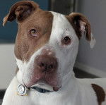 Un Staffweiler portant un collier autour du cou et semblant détendu