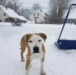 Un Staffweiler sur une surface enneigée et regardant vers la caméra 