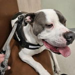 Un Staffweiler tirant la langue et qui est tenu en laisse 