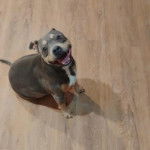 Un chiot Staffweiler assis sur un plancher et ayant la gueule légèrement ouverte 