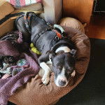 Un Staffweiler allongé et portant un harnais 