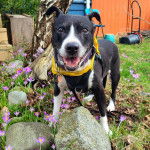 Un Staffweiler sur un terrain herbeux et qui est tenu en laisse
