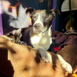 Un Staffweiler allongé dans un panier et regardant vers la caméra 