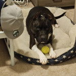 Un Staffweiler allongé dans un panier et regardant vers la caméra 