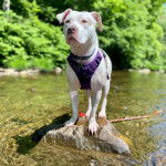 Un Staffweiler sur un rocher et portant un harnais 