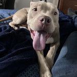 Un Staffweiler allongé sur un lit et ayant la langue pendante 