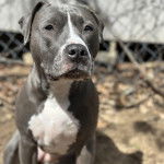 Un Staffweiler assis et semblant détendu 