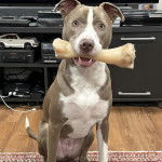 Un Staffweiler assis sur un tapis et ayant un os dans sa gueule 