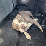 Un Staffweiler allongé dans une voiture et regardant vers la caméra 