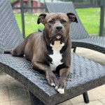 Un Staffweiler allongé sur un transat et semblant détendu