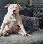 Un Staffweiler assis sur une moquette et regardant vers la caméra 