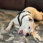 Un Staffweiler allongé sur une moquette et portant un harnais 