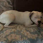 Un Staffweiler allongé et portant un collier autour du cou