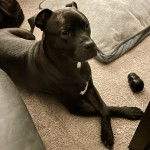 Un Staffweiler allongé sur une moquette et semblant détendu